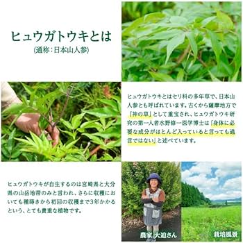 Amazon | メイゲン 日本山人参 機能性表示食品 サプリ 漢方